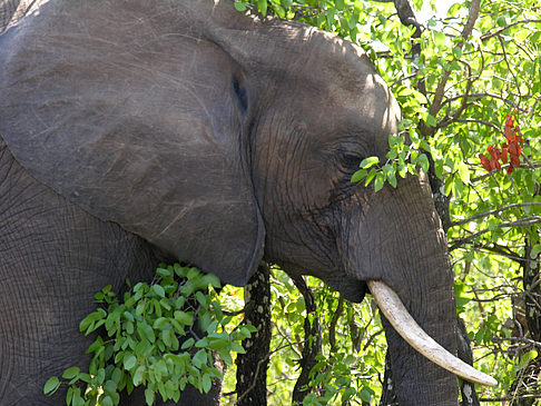 Elefanten hinter den Büschen - Limpopo