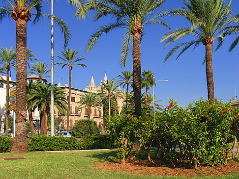 Palmen auf der Promenade - Mallorca (Palma de Maljorka)