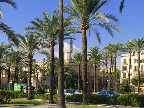 Palmen auf der Promenade - Mallorca (Palma de Maljorka)