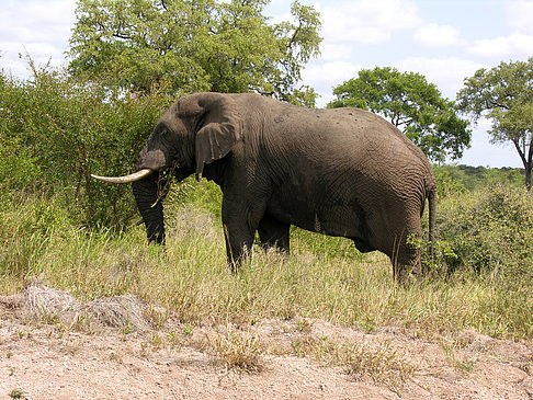 Elefant - Mpumalanga