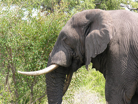 Elefant - Mpumalanga