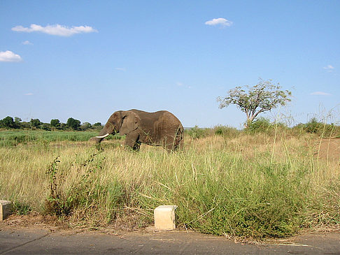 Elefant - Mpumalanga