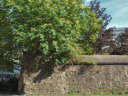 Burgmauer mit Busch Fotos