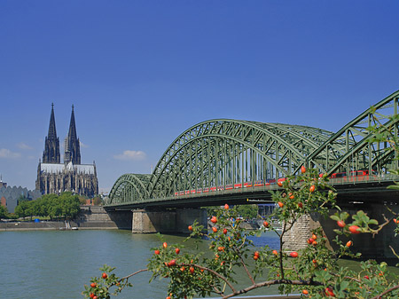 Strauch vor Hohenzollernbrücke - Nordrhein-Westfalen (Köln)