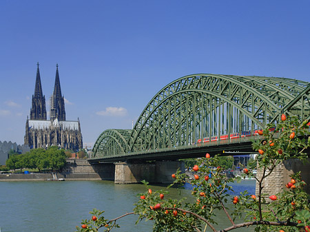 Strauch vor Hohenzollernbrücke - Nordrhein-Westfalen (Köln)