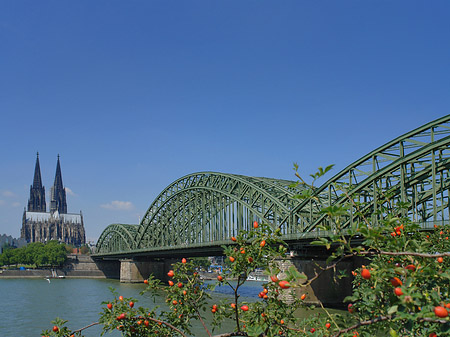 Strauch vor Hohenzollernbrücke - Nordrhein-Westfalen (Köln)