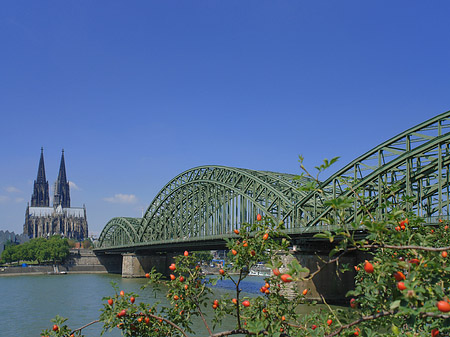 Foto Strauch vor Hohenzollernbrücke