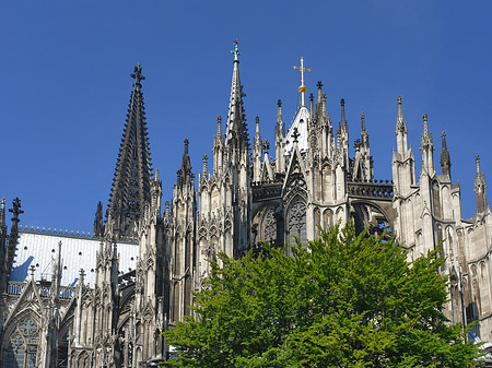 Kölner Dom mit Baum Fotos