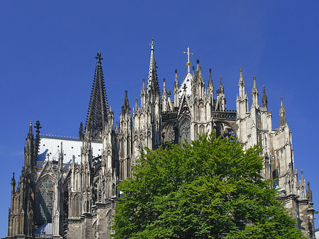 Fotos Kölner Dom mit Baum