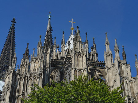 Kölner Dom mit Baum Fotos