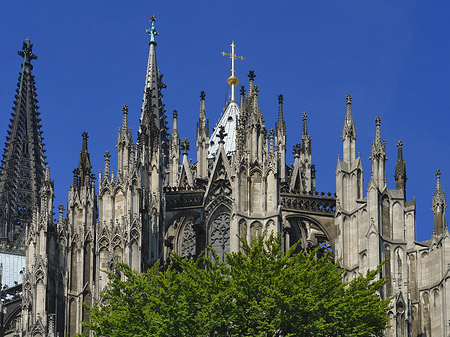 Kölner Dom mit Baum Foto 