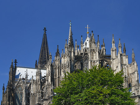 Kölner Dom mit Baum Foto 