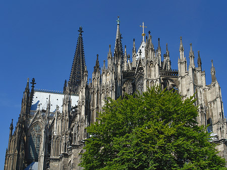 Kölner Dom mit Baum Foto 