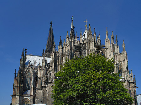 Kölner Dom mit Baum