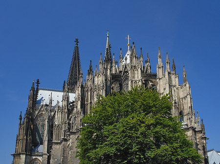 Kölner Dom mit Baum