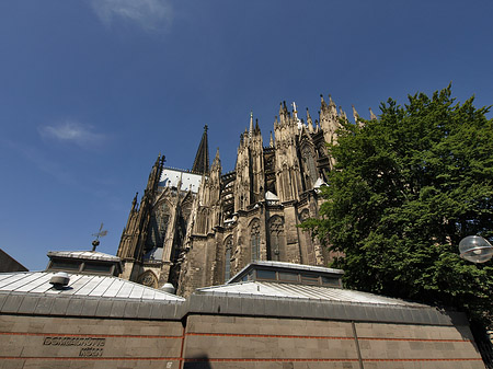 Foto Kölner Dom mit Baum - Köln