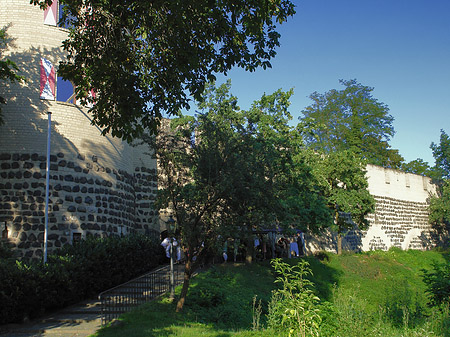 Sachsenturm hinter Busch Foto 