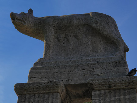 Fotos Wolfsstatue am Stadtmuseum